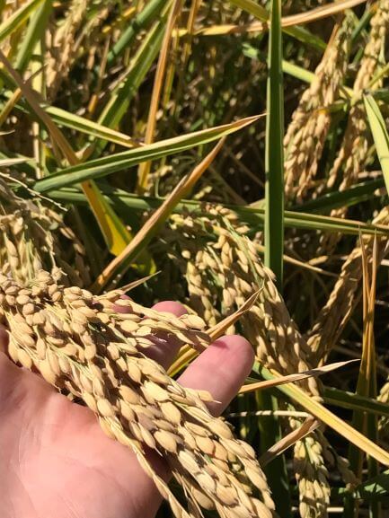 Should You Avoid Eating Wheat?